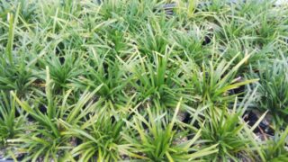 Thumbnail of post image 008